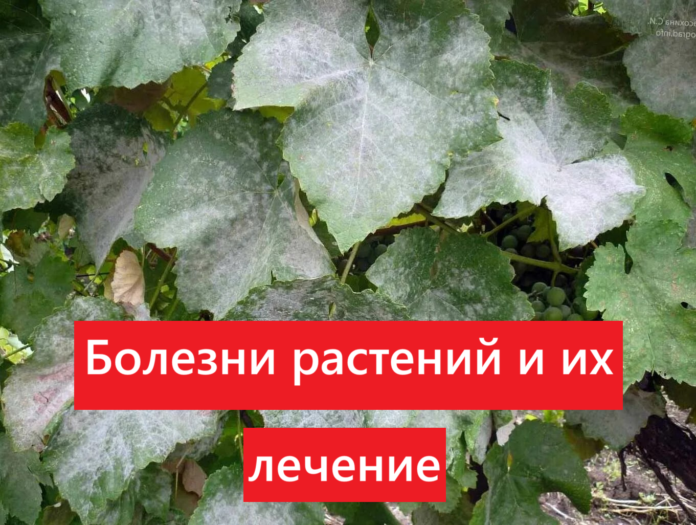 Болезни и их лечение